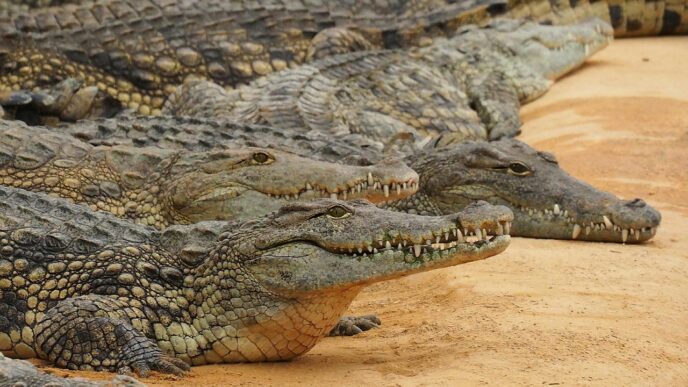 crocodil