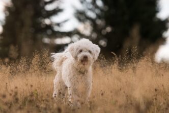 dogs