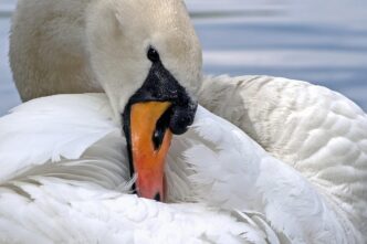 swan