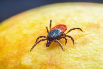 tick
