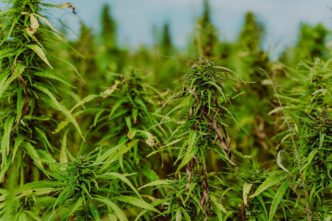 weed