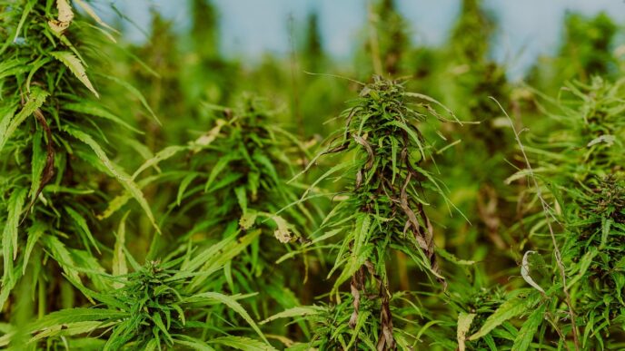 weed