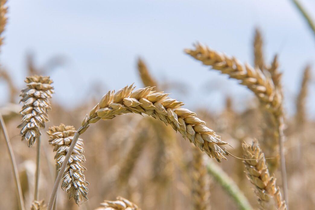 wheat