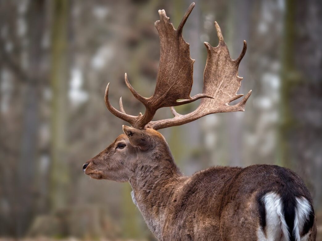 forest animal