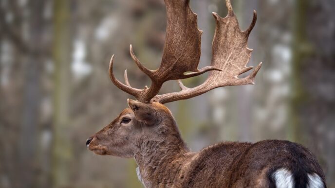 forest animal