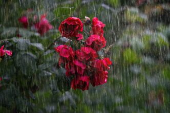 rain