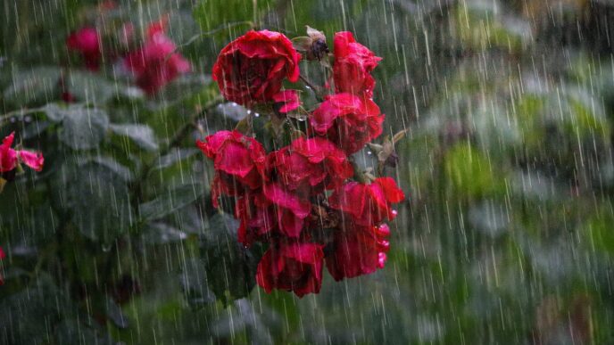 rain