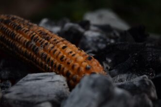 roasted corn