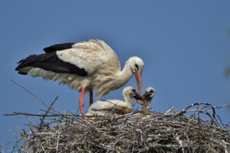 stork