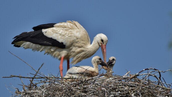 stork