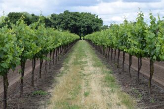 winery