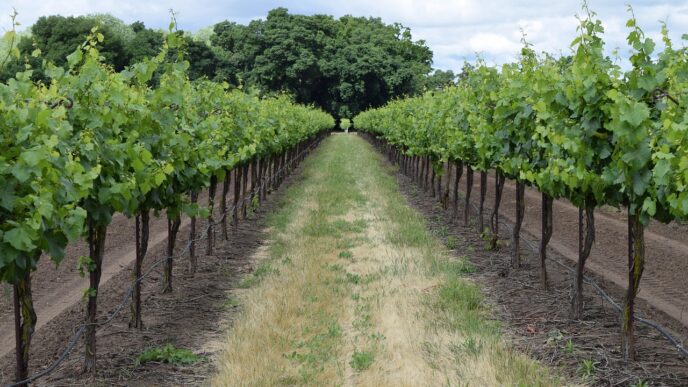winery