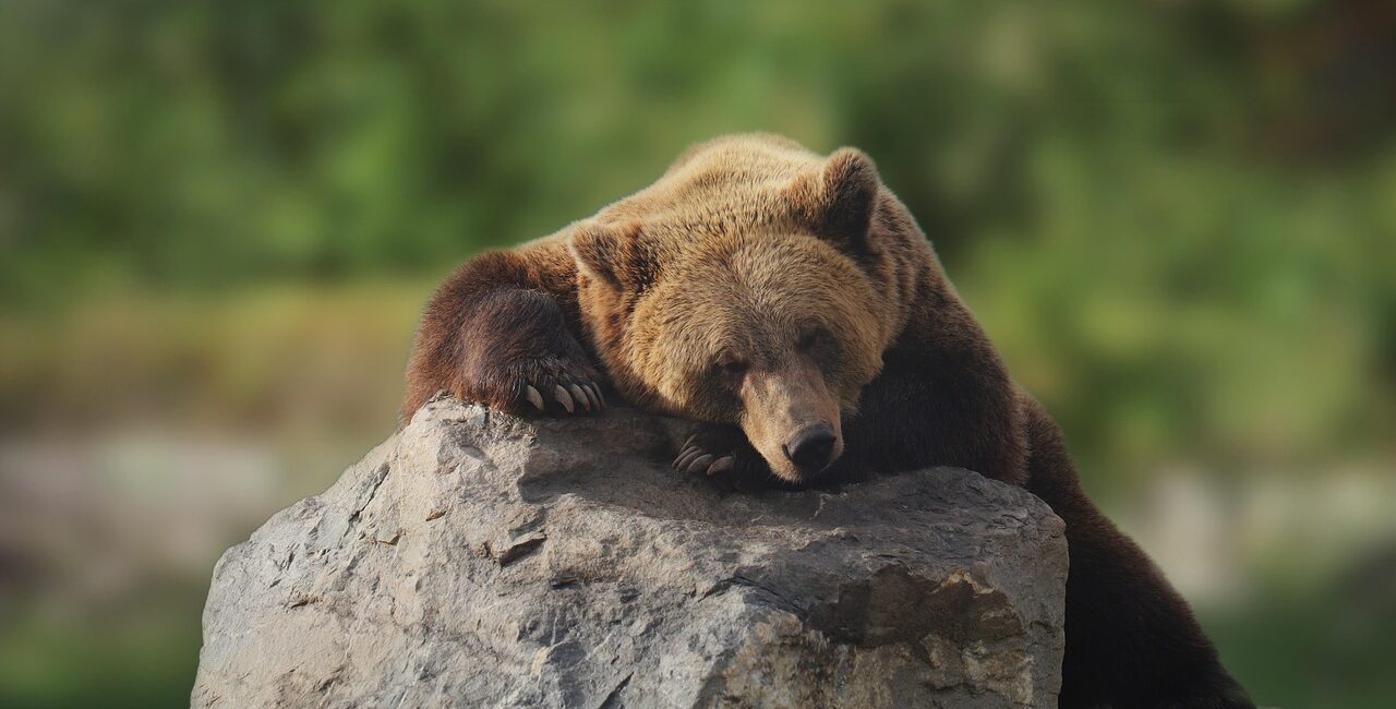 bear