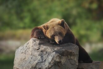 bear