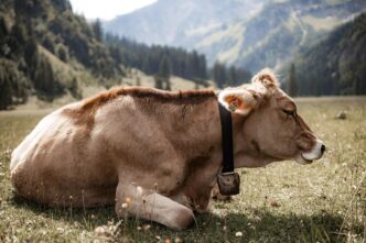 cows