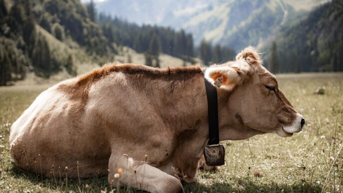 cows