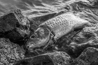 dead fish