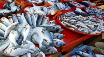 fish food