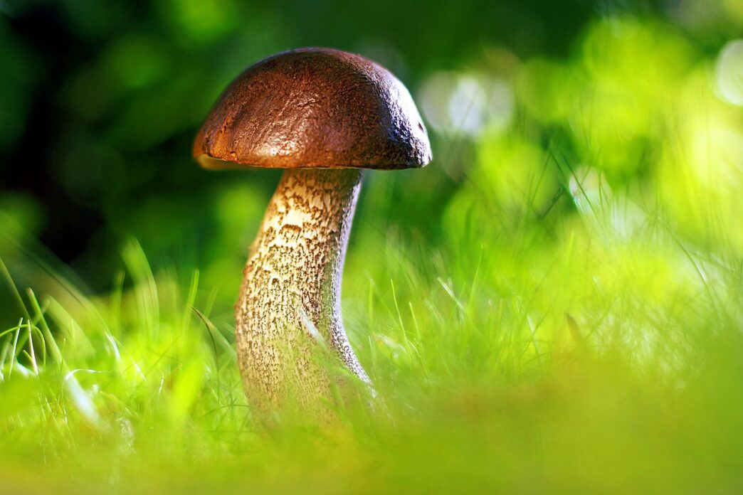 fungus