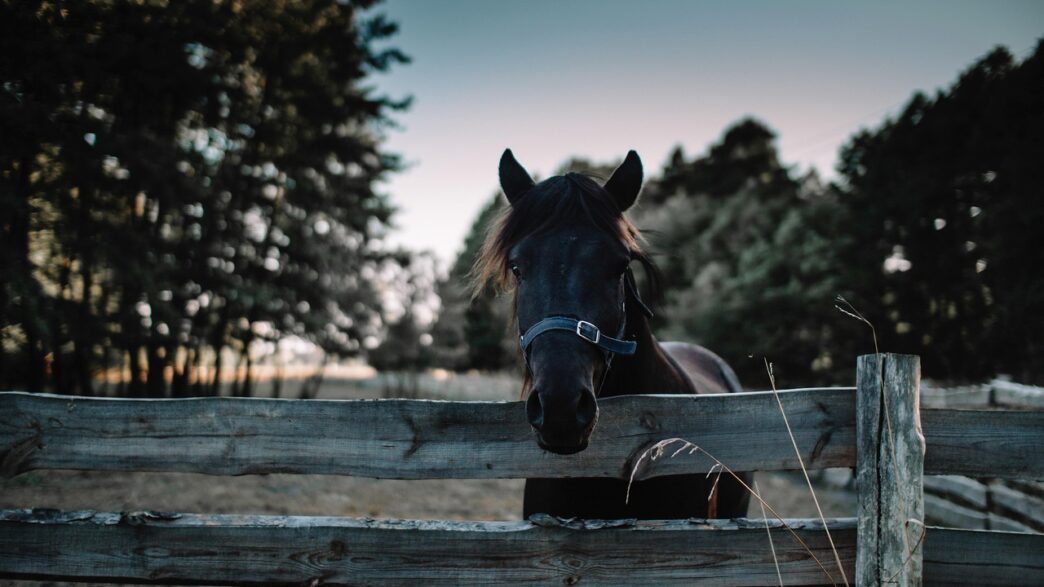 horse farm