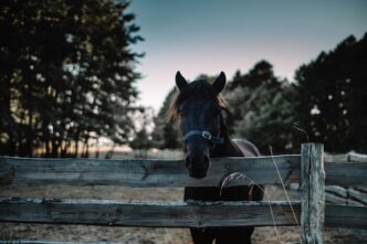 horse farm