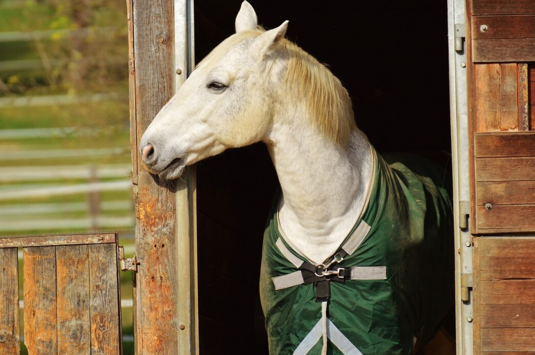 horses