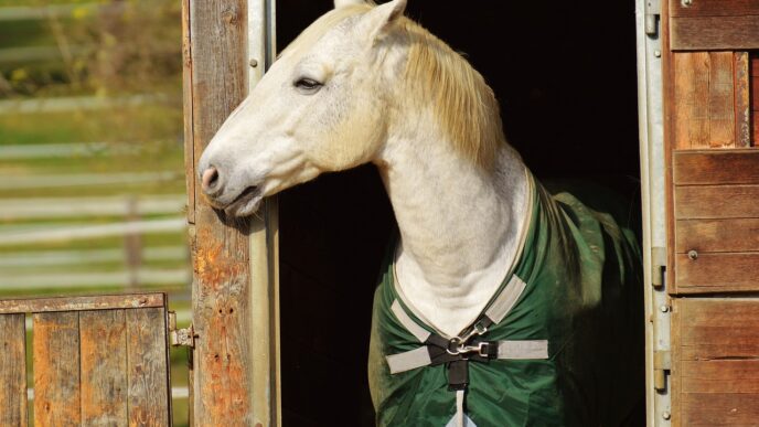 horses
