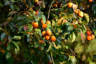 persimmon