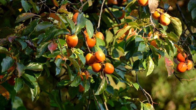 persimmon