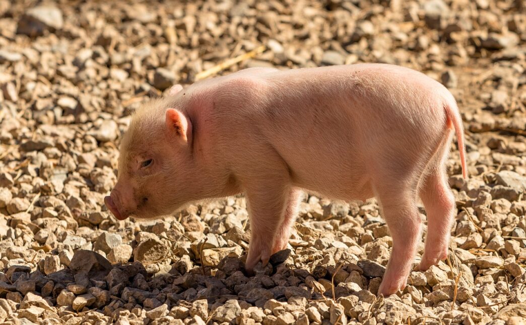 pig