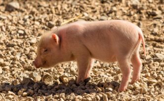pig